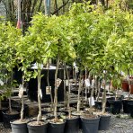 Pomarančovník (Citrus x sinensis) ´VALENCIA´ - výška 100-130 cm, kont. C7.5L